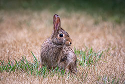 Photos Lapin
